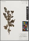 Foto von Salix appendiculata Vill. x Salix waldsteiniana Willd.